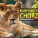 ZOO Chorzów – Śląski Ogród Zoologiczny